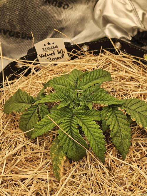 Velvet Kir Royal - Hnny - Winter Grow. Week 3 - #2