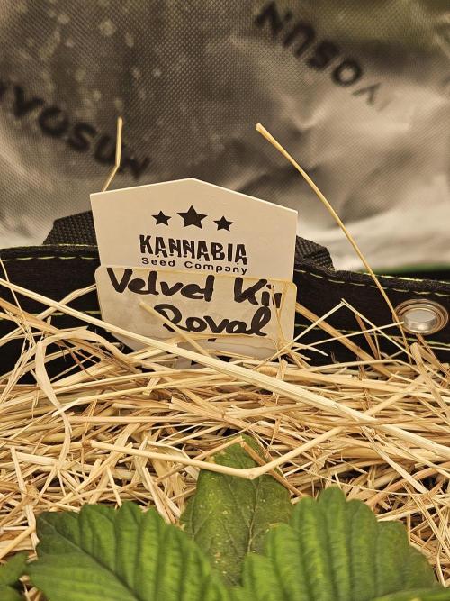 Velvet Kir Royal - Hnny - Winter Grow. Week 3