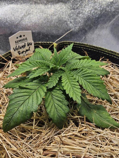Velvet Kir Royal - Hnny - Winter Grow. Week 3 - #1