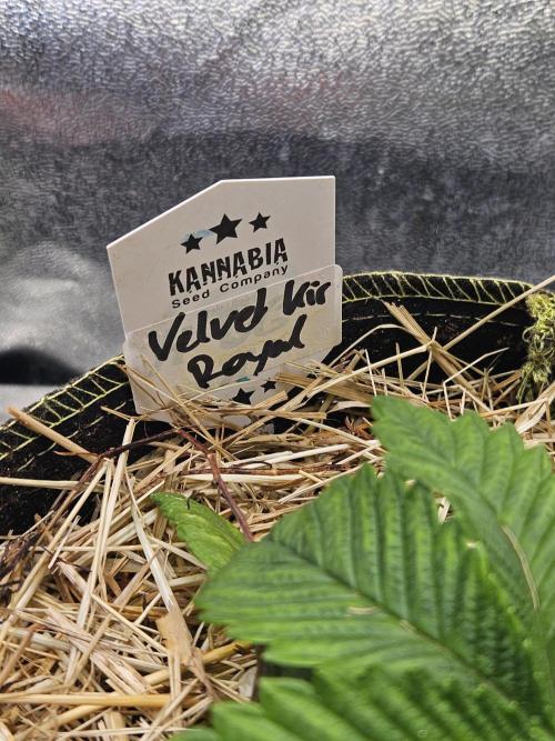 Velvet Kir Royal - Hnny - Winter Grow. Week 3
