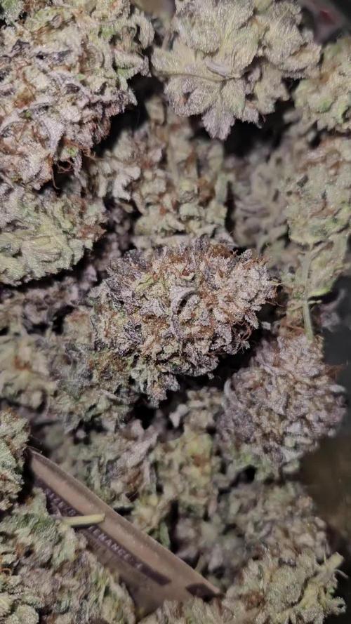 Gas Gimlet #1 & #2 - Wizard Trees