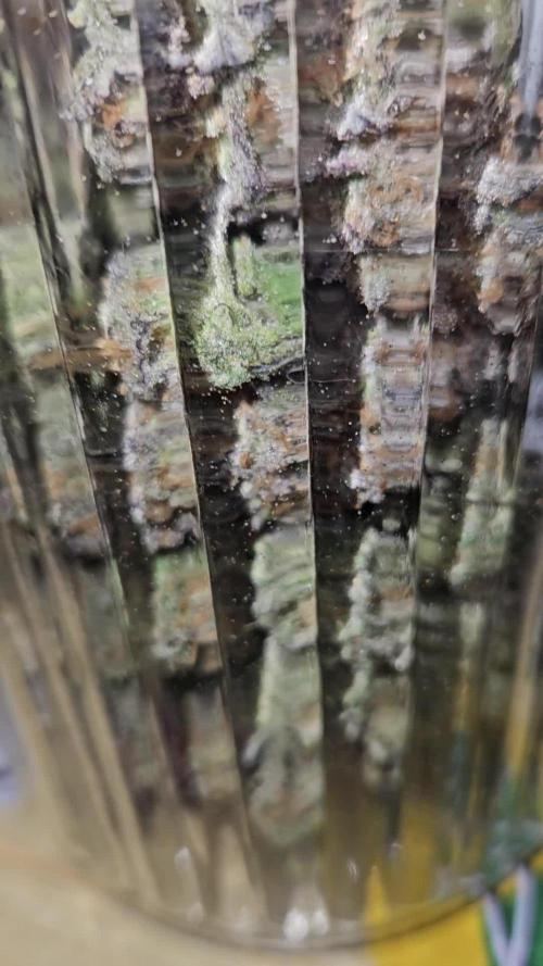 Mimosa Dream - Kannabia