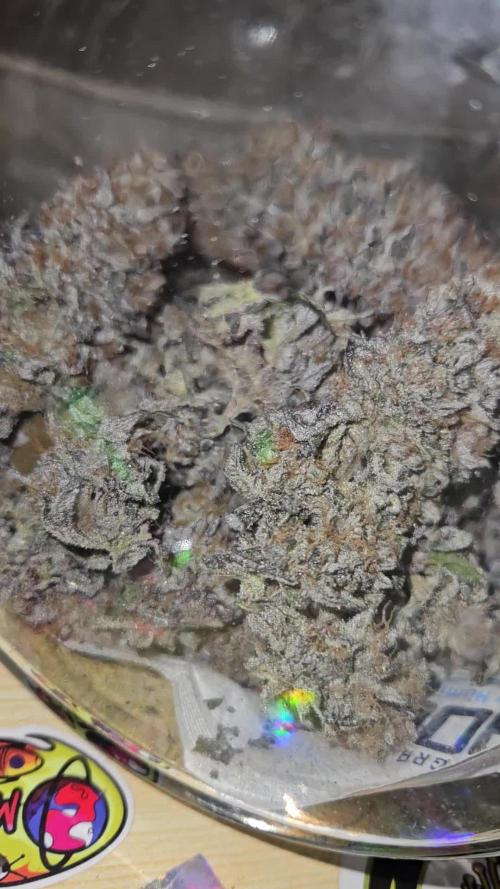 Sugar Cane #2 - In House Genetics