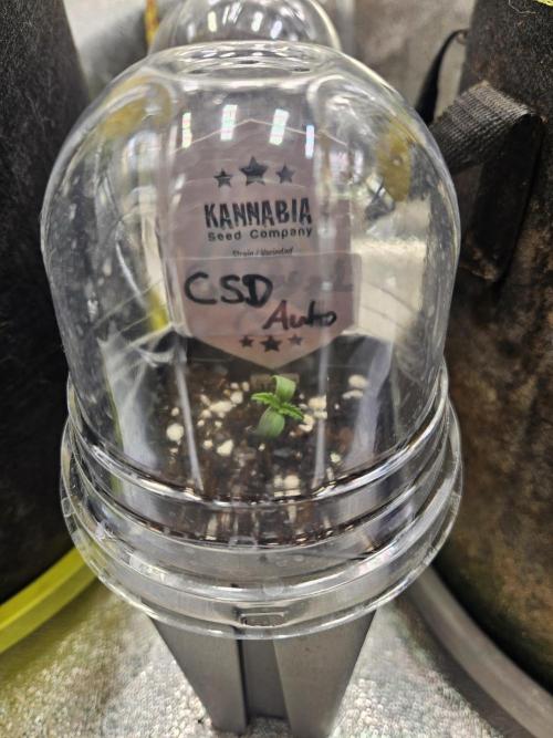 California Sour Diesel Auto Winter grow. Week 0