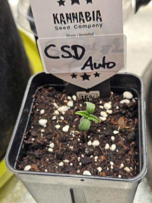 California Sour Diesel Auto Winter grow. Week 0