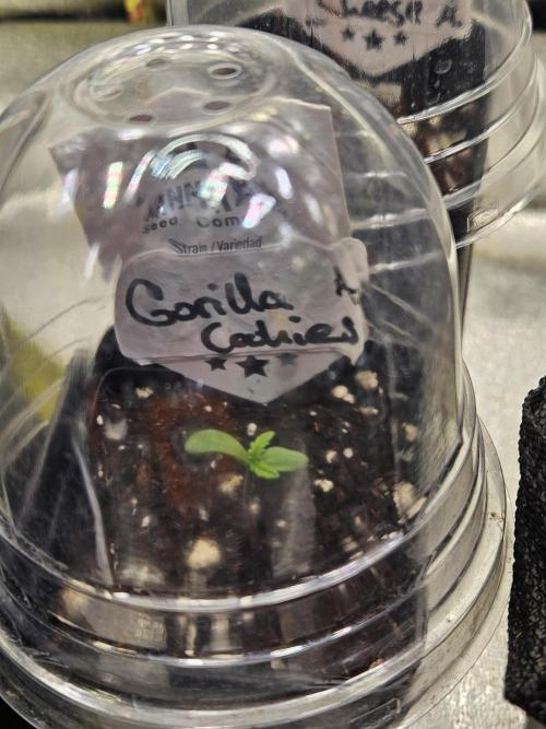 Gorilla Cookies Auto - Winter grow. Week 0