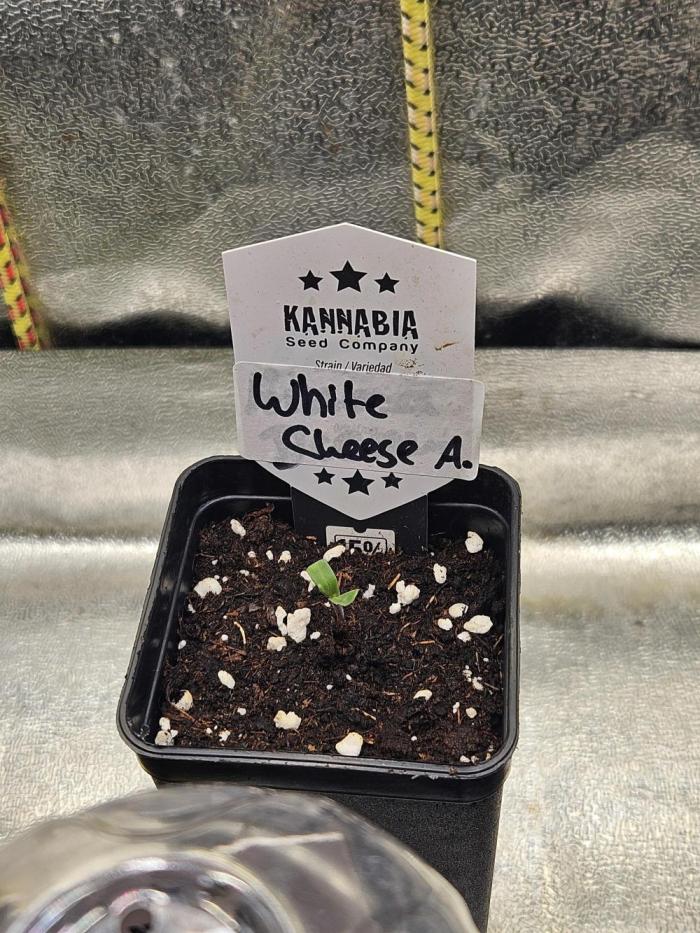 White Cheese Auto Winter grow. Week 0