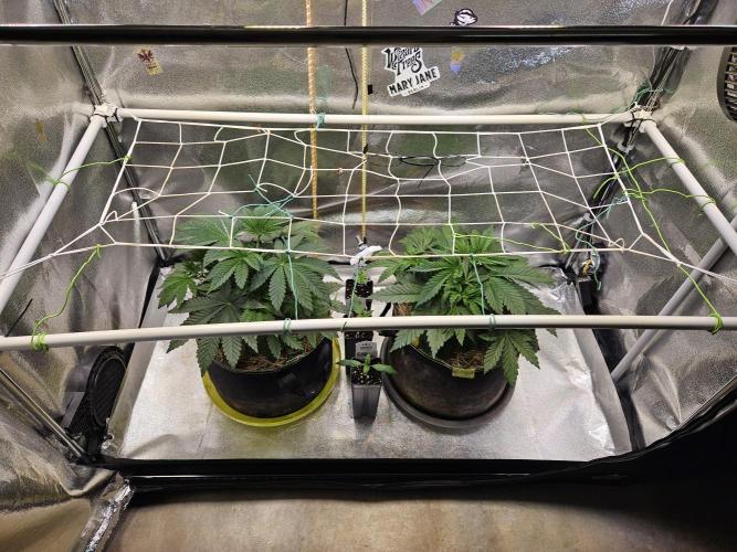 Honeycomp Pave - Compound - Winter Grow. Week 4