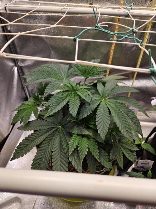 Honeycomp Pave - Compound - Winter Grow. Week 4