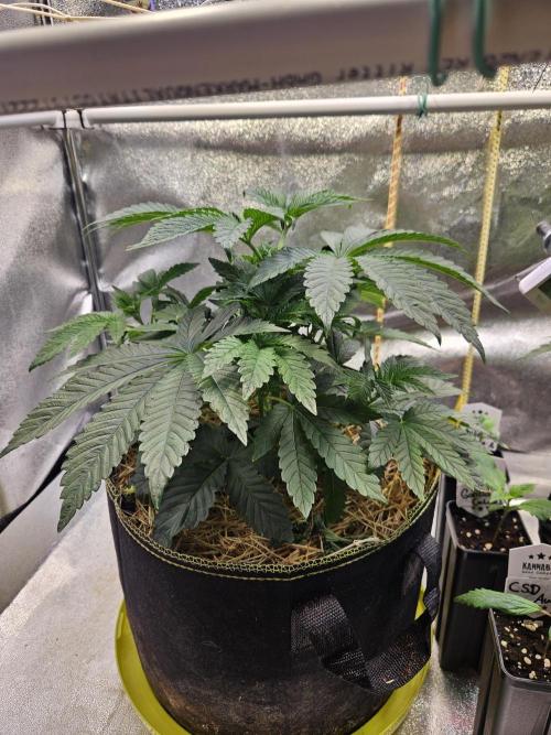 Honeycomp Pave - Compound - Winter Grow. Week 4