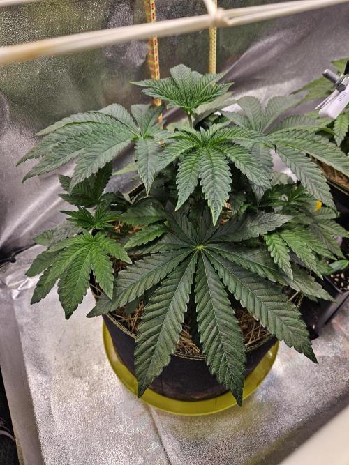 Honeycomp Pave - Compound - Winter Grow. Week 4