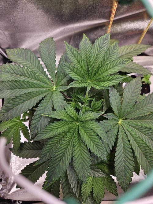 Honeycomp Pave - Compound - Winter Grow. Week 4