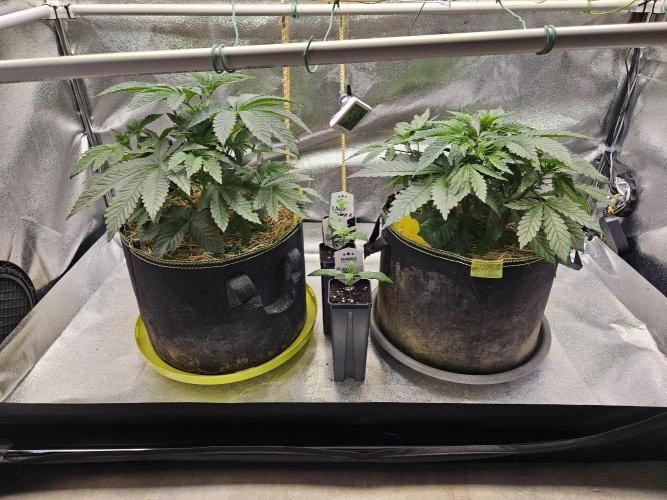 Velvet Kir Royal - Hnny - Winter Grow. Week 4 - on the right