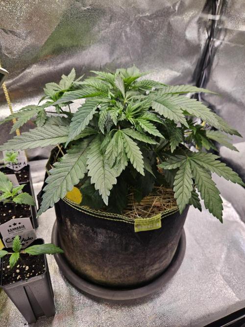 Velvet Kir Royal - Hnny - Winter Grow. Week 4 - #1