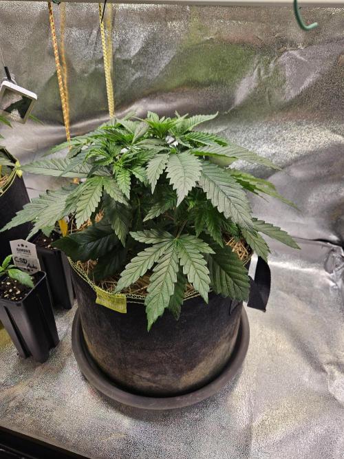 Velvet Kir Royal - Hnny - Winter Grow. Week 4 - #1