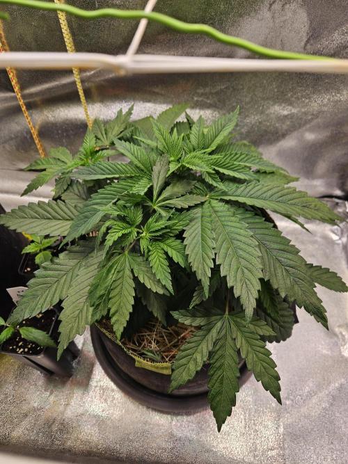 Velvet Kir Royal - Hnny - Winter Grow. Week 4 - #1