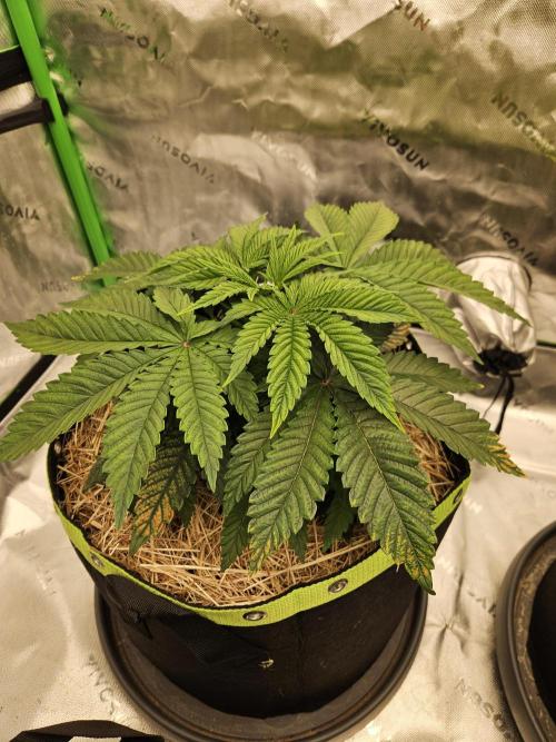 Velvet Kir Royal - Hnny - Winter Grow. Week 4 - #1