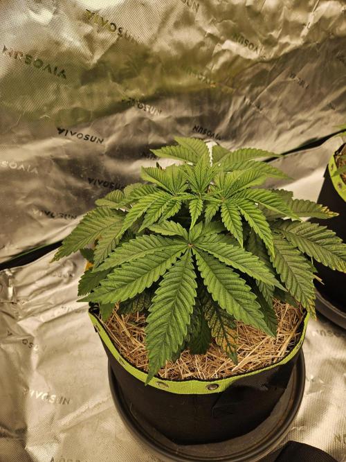 Velvet Kir Royal - Hnny - Winter Grow. Week 4 - #1