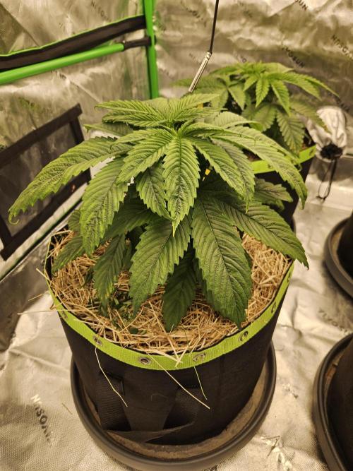 Cherry Dream - Kannabia - Winter Grow. Week 4