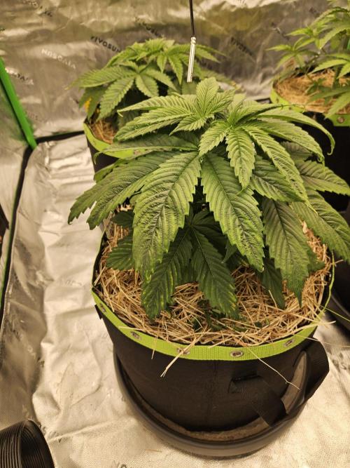 Cherry Dream - Kannabia - Winter Grow. Week 4