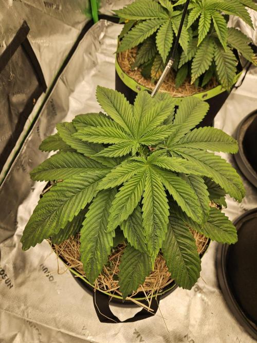 Cherry Dream - Kannabia - Winter Grow. Week 4