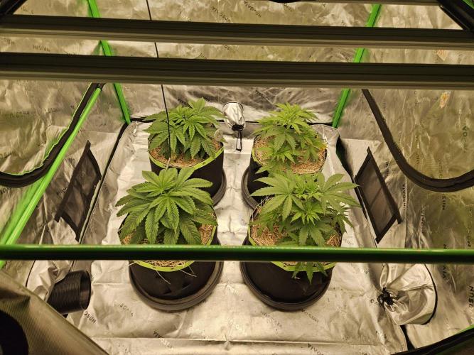 Hellfire OG - Kannabia - Winter Grow. Week 4 - both on the right side