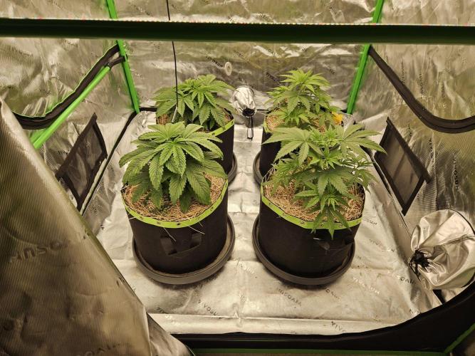 Hellfire OG - Kannabia - Winter Grow. Week 4 - bot right side