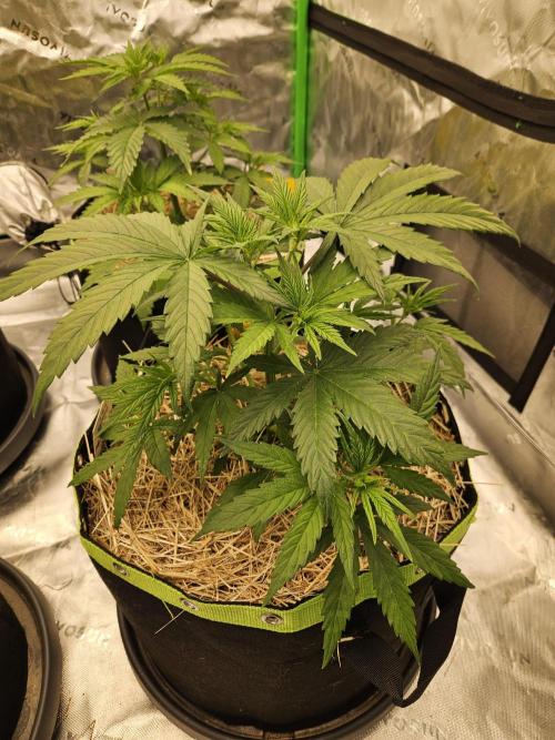 Hellfire OG - Kannabia - Winter Grow. Week 4