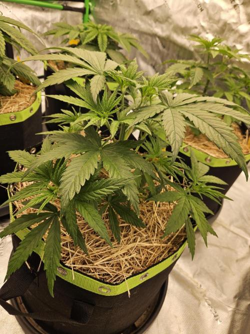 Hellfire OG - Kannabia - Winter Grow. Week 4