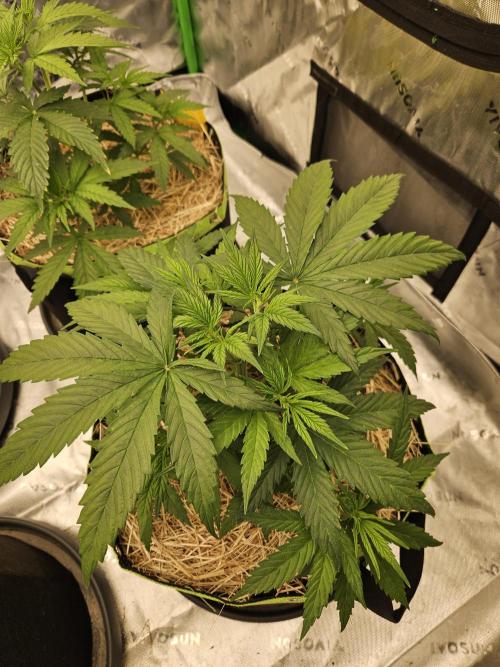 Hellfire OG - Kannabia - Winter Grow. Week 4