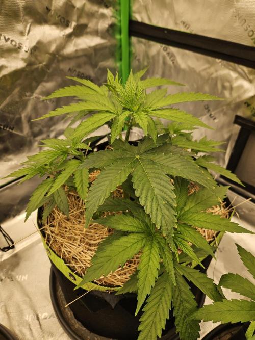 Hellfire OG - Kannabia - Winter Grow. Week 4