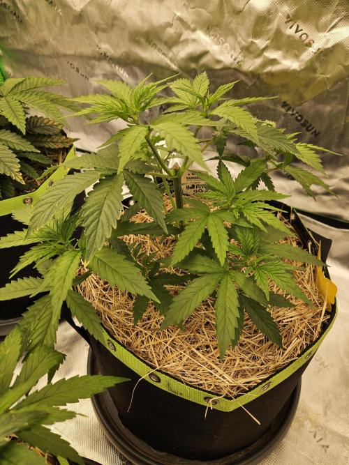 Hellfire OG - Kannabia - Winter Grow. Week 4