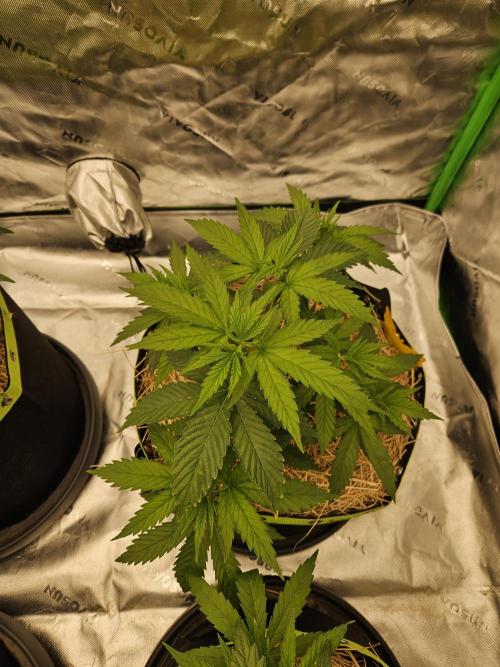 Hellfire OG - Kannabia - Winter Grow. Week 4