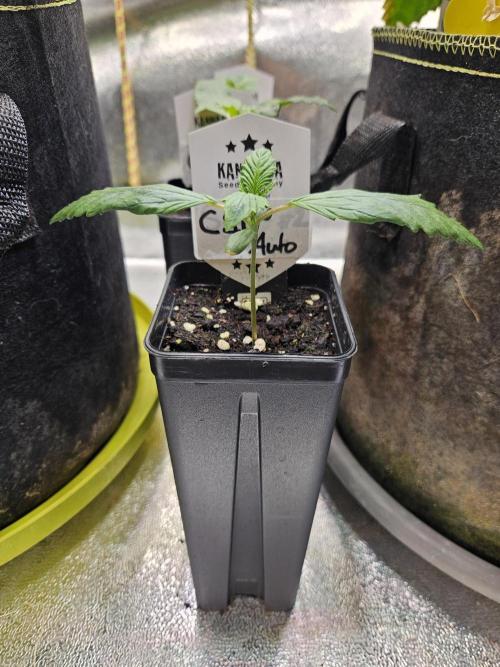 California Sour Diesel Auto Winter grow. Week 1