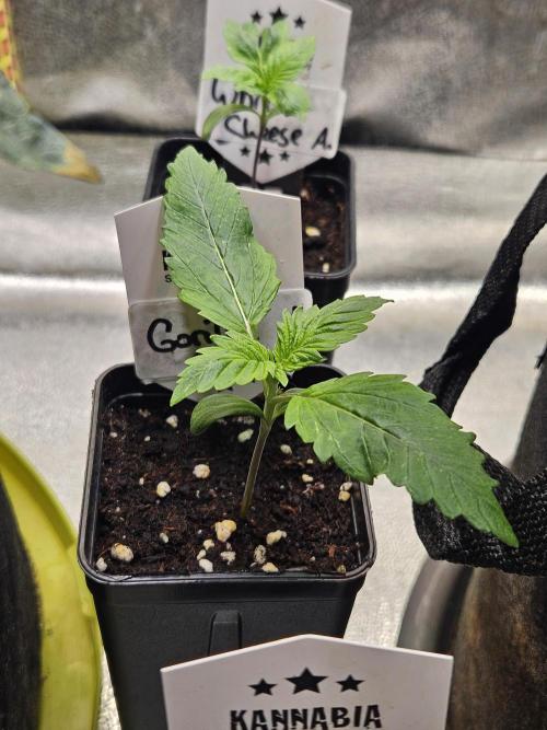 Gorilla Cookies Auto - Winter grow. Week 1