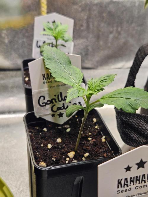 Gorilla Cookies Auto - Winter grow. Week 1