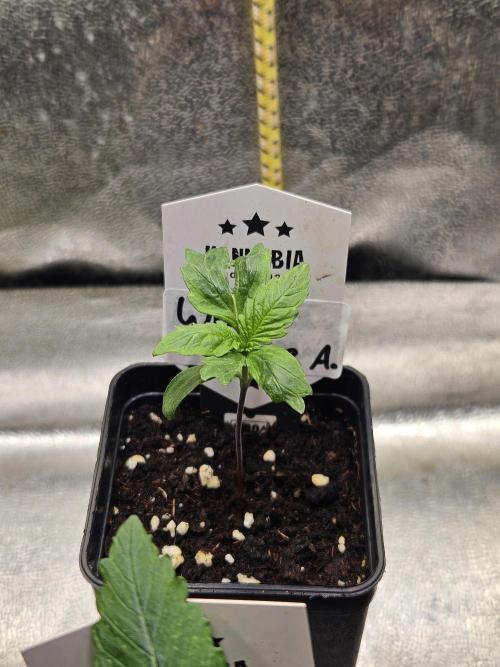 White Cheese Auto Winter grow. Week 1