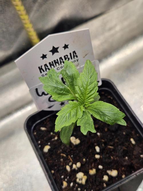 White Cheese Auto Winter grow. Week 1