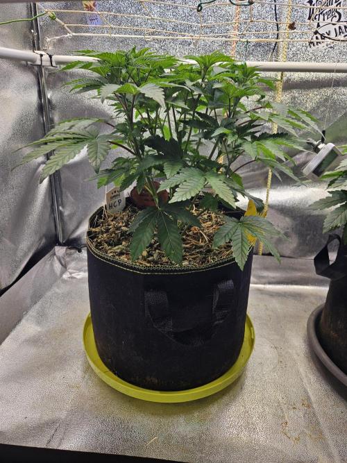 Honeycomp Pave - Compound - Winter Grow. Week 5