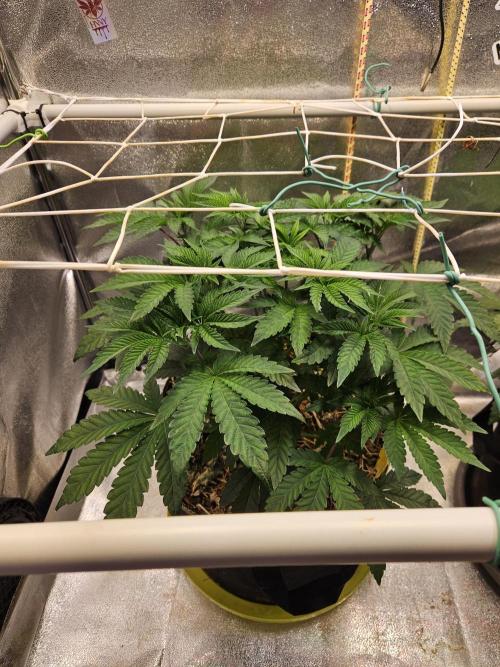 Honeycomp Pave - Compound - Winter Grow. Week 5