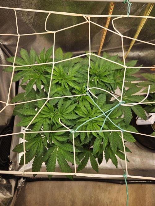 Honeycomp Pave - Compound - Winter Grow. Week 5