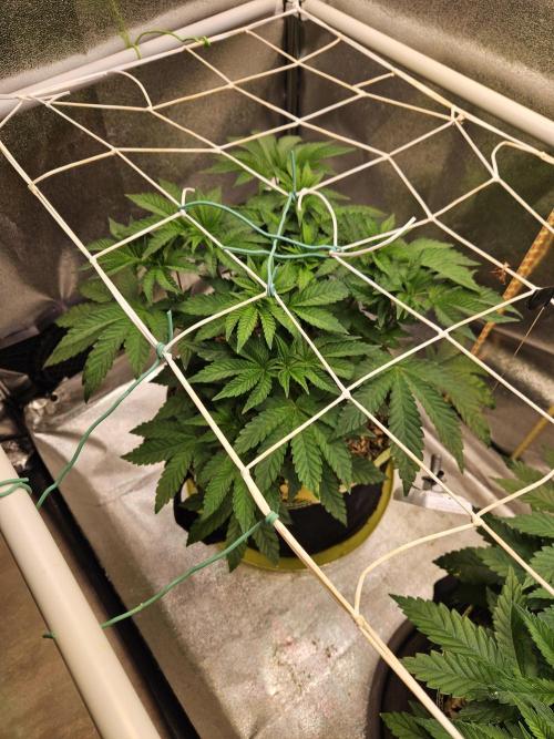 Honeycomp Pave - Compound - Winter Grow. Week 5