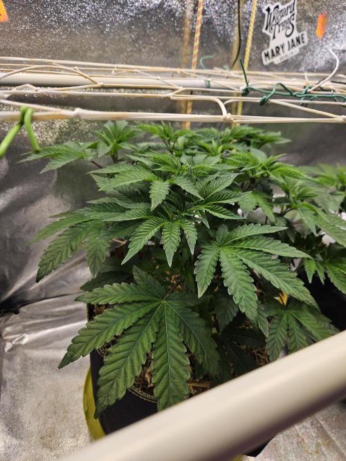 Honeycomp Pave - Compound - Winter Grow. Week 5
