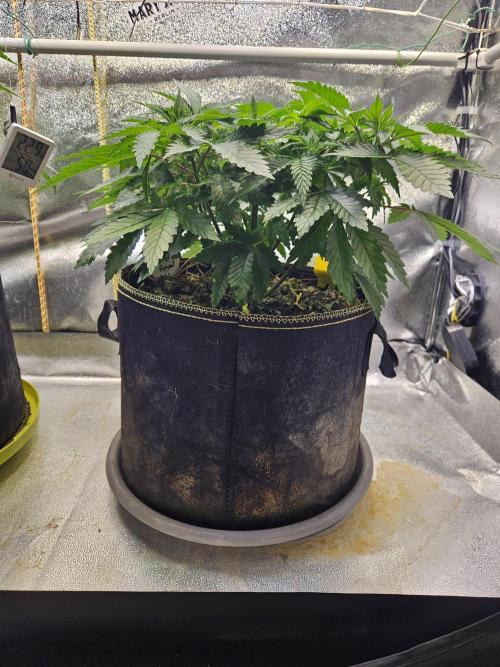 Velvet Kir Royal - HnnyHmp - Winter Grow. Week 5 - #1