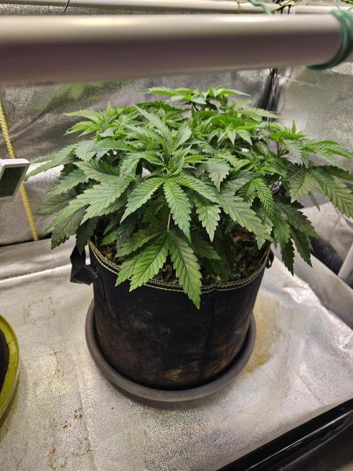 Velvet Kir Royal - HnnyHmp - Winter Grow. Week 5 - #1