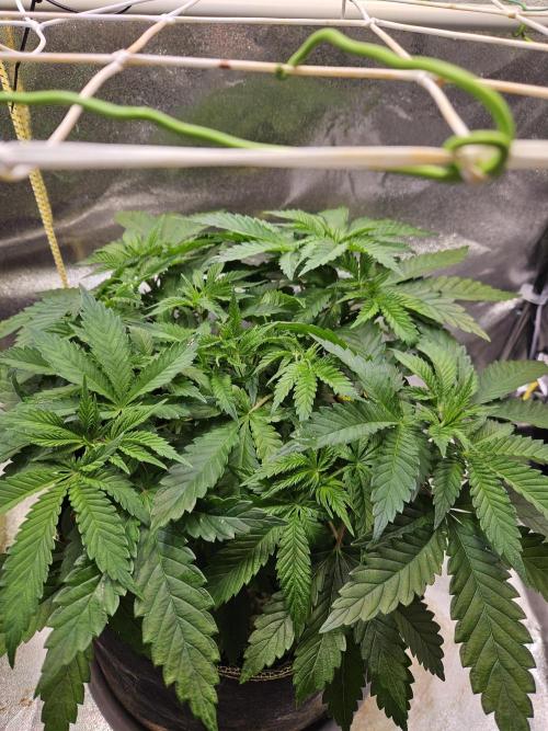 Velvet Kir Royal - HnnyHmp - Winter Grow. Week 5 - #1