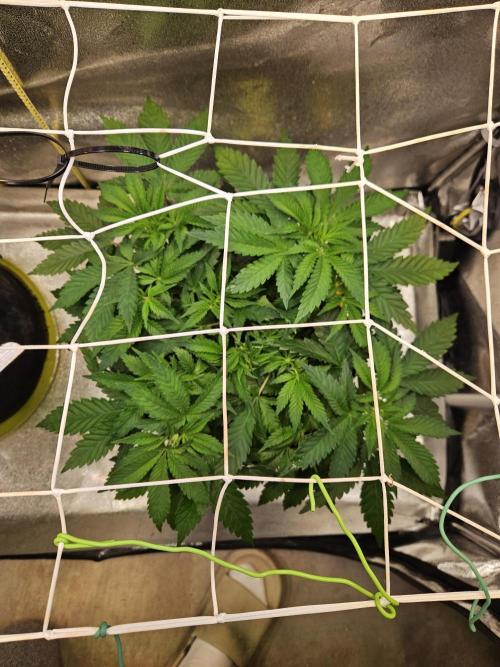 Velvet Kir Royal - HnnyHmp - Winter Grow. Week 5 - #1