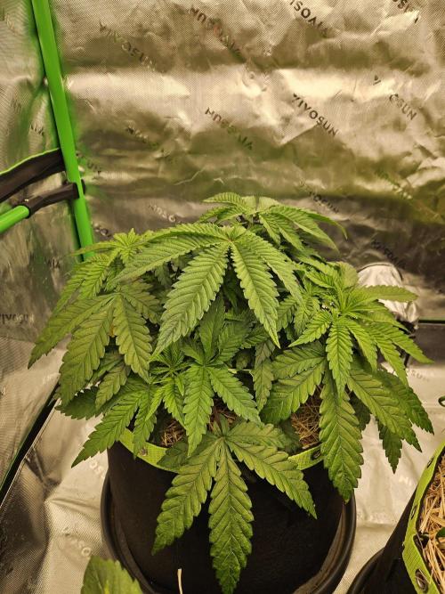 Velvet Kir Royal - HnnyHmp - Winter Grow. Week 5 - #2