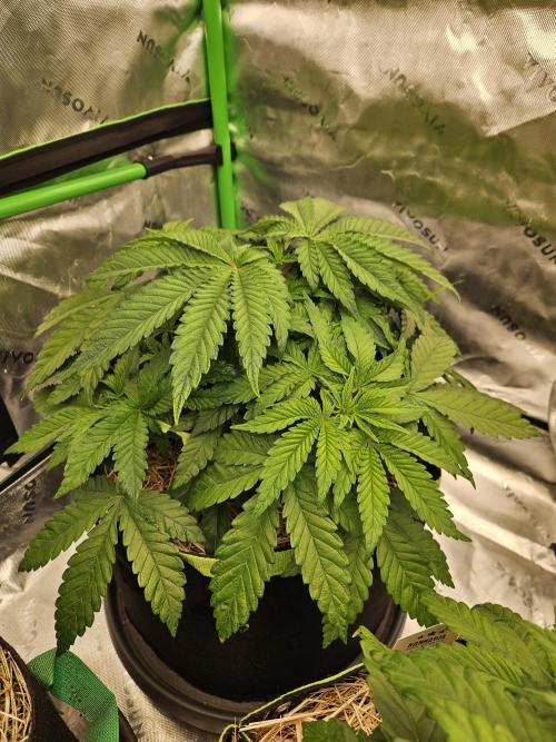 Velvet Kir Royal - HnnyHmp - Winter Grow. Week 5 - #2