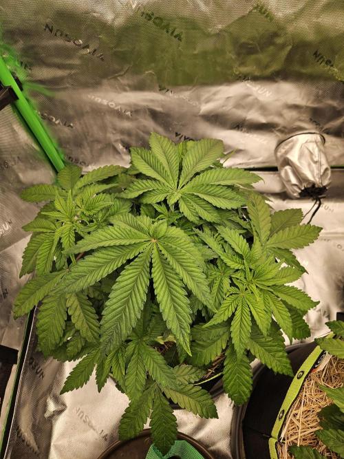 Velvet Kir Royal - HnnyHmp - Winter Grow. Week 5 - #2